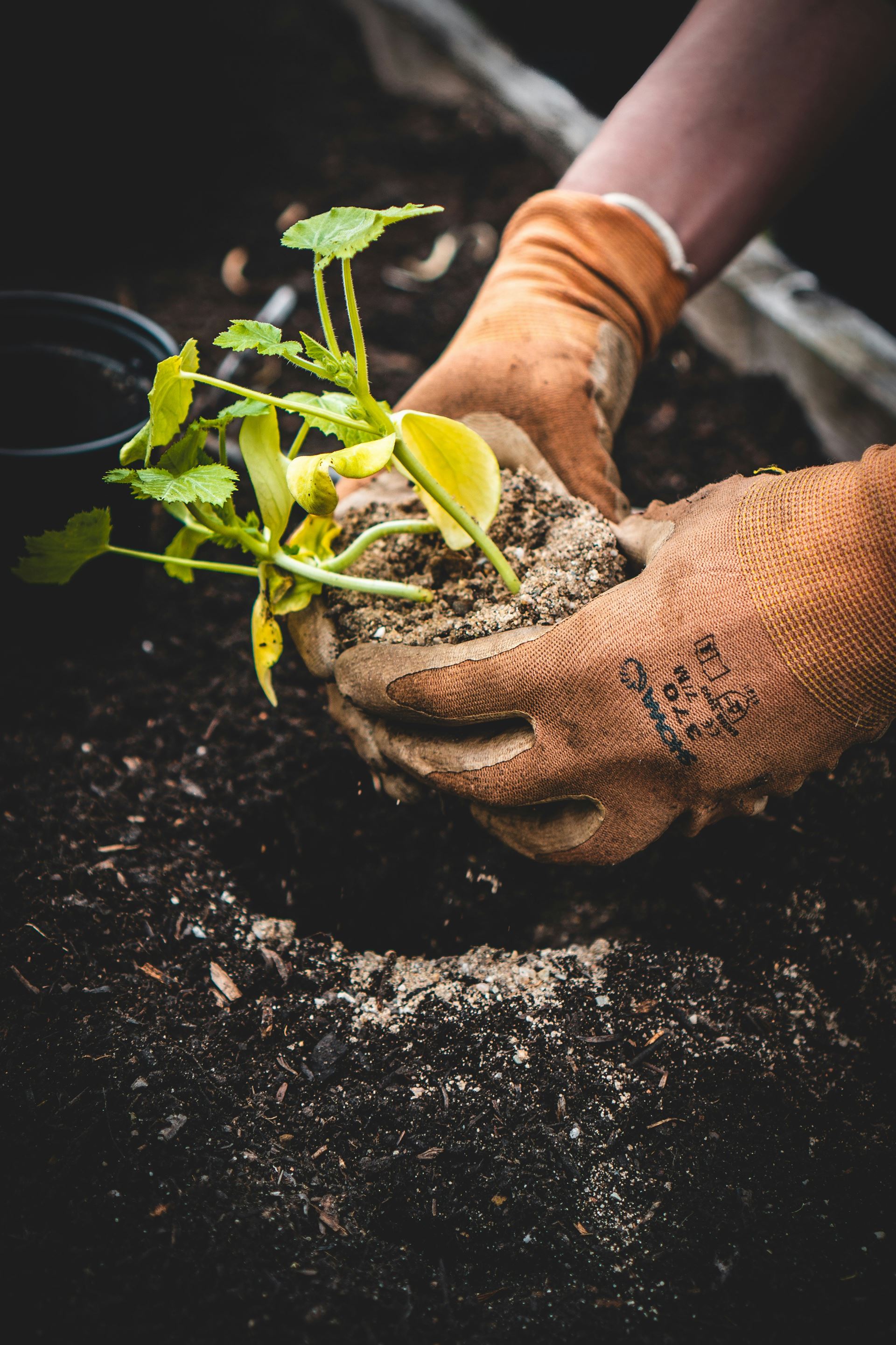 Practical Gardening 